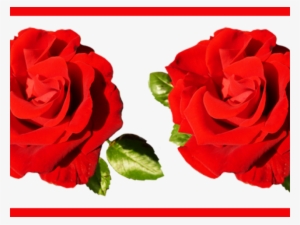 Flower Border Png - Rose Flower Design Border Png