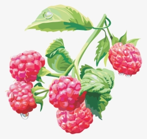 Rasberry Drawing Png Image - Raspberry Png