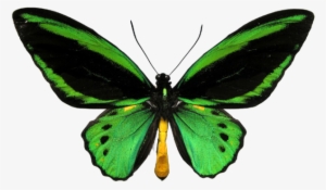 Green Butterfly - Ornithoptera Priamus Poseidon