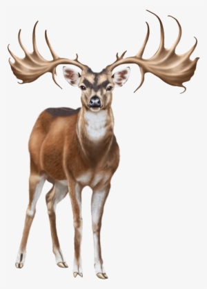 Deer Png Clip Art - White Deer Png On Transparent Background