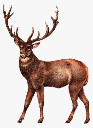 Deer Transparent Png Images - Deer Transparent