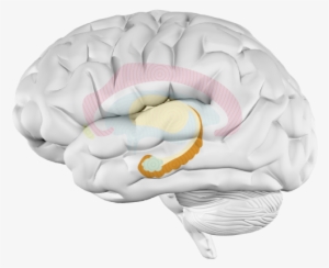 Hippocampus - Parachuting