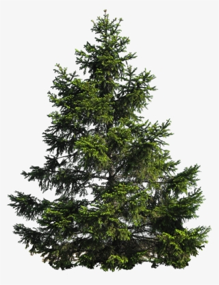 Pine Tree Png Image