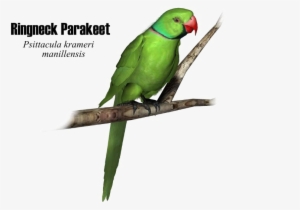 Green Parrot Png High-quality Image - Portable Network Graphics