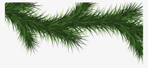Pine Tree Branch Png