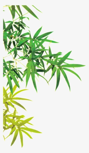 This Graphics Is Beautiful Picture Of Bamboo Leaves - China Bamboo Png