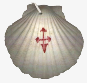 This Is The Scallop Shell I Wore As A Symbol Of St - Camino De Santiago Shell