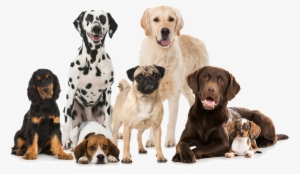Group Of Dogs Png
