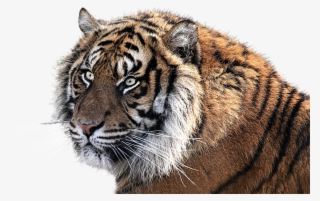 Clipart Collection Tiger Png - Cabeza Tigre Png