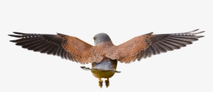 Hawk Flying Png - Bird