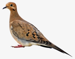 Birds - Book About Mourning Doves