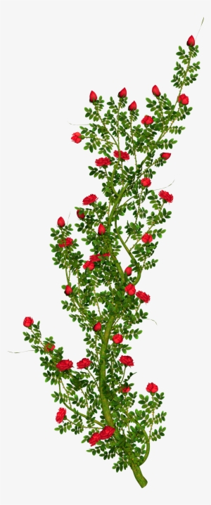 Clip Arts Related To - Red Rose Bush Png