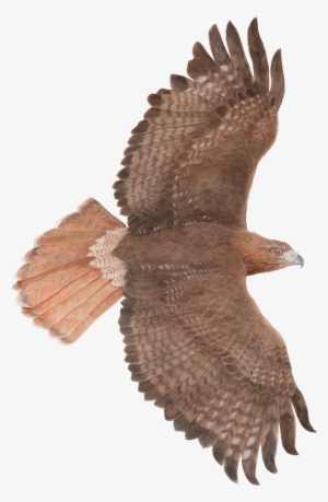 Red-tailed Hawk In Flight - Red Tailed Hawk Transparent