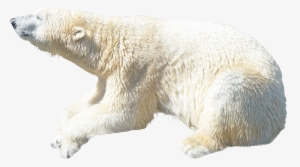 Polar Bear Png Image - Polar Bear Transparent Background