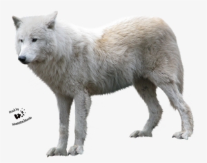 Arctic Fox Head - Cut Out Stock Png
