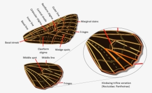 Noctuidae Wings - Geometridae Versus Noctuidae