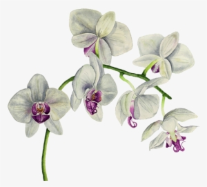 Bleed Area May Not Be Visible - Orchid Watercolor