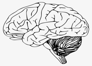 Brain Clipart Sketch - Brain Clip Art
