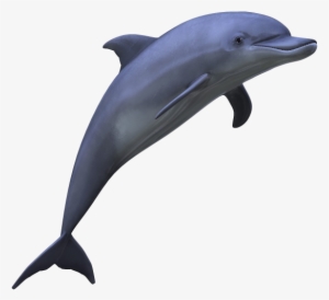 Dolphin Png Picture - Dolphin Png