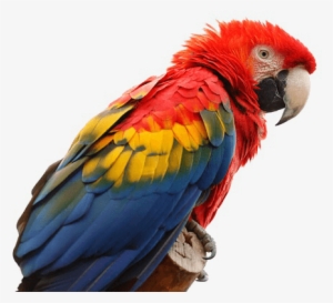 Birds - Scarlet Macaw