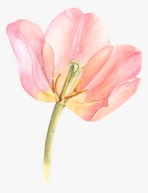Tulip Transparent Watercolor Black And White Library - Watercolor Flowers Tulips Png
