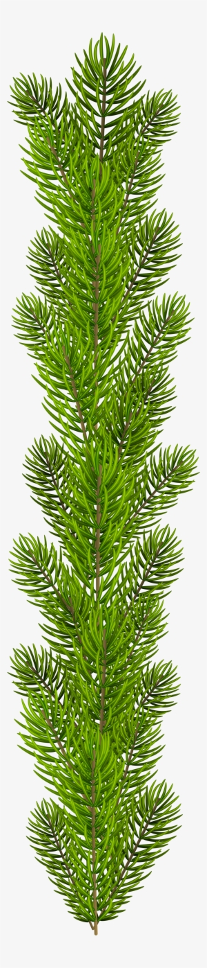 Tree Branch Png