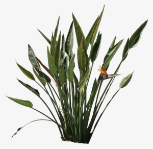 Png Strelitzia Texture - Bird Of Paradise Plant Png