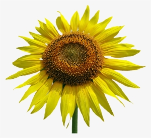 Sunflower Watercolor Png Jpg - Common Sunflower