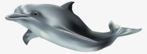 Dolphin Png Transparent Background