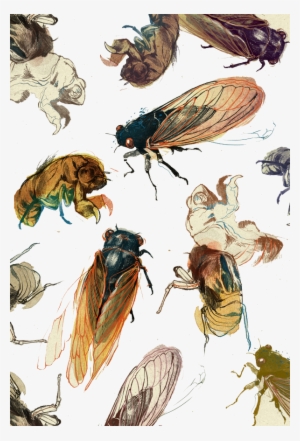 Art Drawing Painting Printmaking Illustration - Insect Drawing