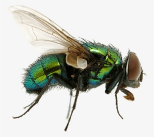 Insects - Flies Png