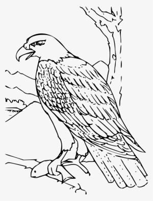 This Free Icons Png Design Of Coloring Book Bald Eagle