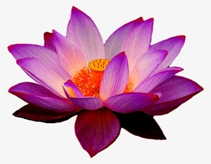 Nelumbo Nucifera Lotus Yoga Fit Flower Clip Art - Lotus Png