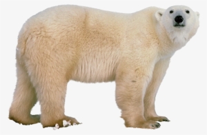 Polar White Bear Png - Polar Bear Png