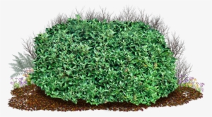 Shrub Clipart Bush Grass 11 - Tree Bush Transparent Background