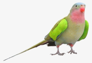 Free Icons Png - Princess Parrot