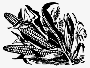 The Ponding Effect On Corn From Heavy Rain - Corn Image In Black And White