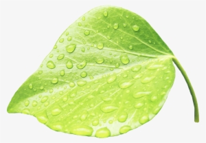 Leaves Water Green Rain Nature Plants Zoom - Water