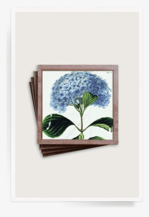 Ben's Garden - Ben's Garden Blue Hydrangea 8"x 8" Valet Glass Tray