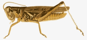 Big Image - Locust Clipart
