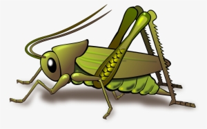 Cricket Bug