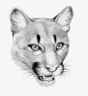 Mountainlion - Cougar