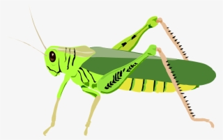 Svg Library Cricket Bug Clipart - Grasshopper Clip Art