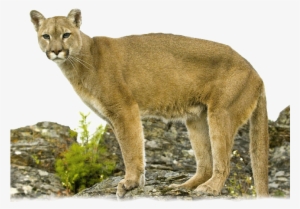 Lion Standing On Rock - Mountain Lion Transparent Background