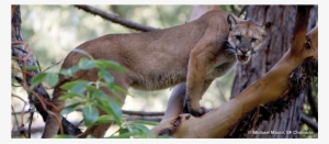 Study Of Mountain Lion Energetics Shows The Power Of - Mountain Lion On Tree