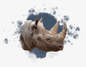 Black Rhinoceros