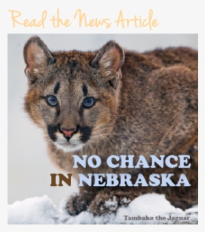 Thumbnail Of Kitten For News Story - Cougar