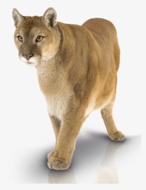 Graphic Freeuse Dough Preparation And Processing Equipment - Puma