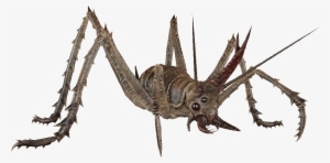 Cave Cricket Black - Grasshopper