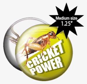Zoom - Cricket
